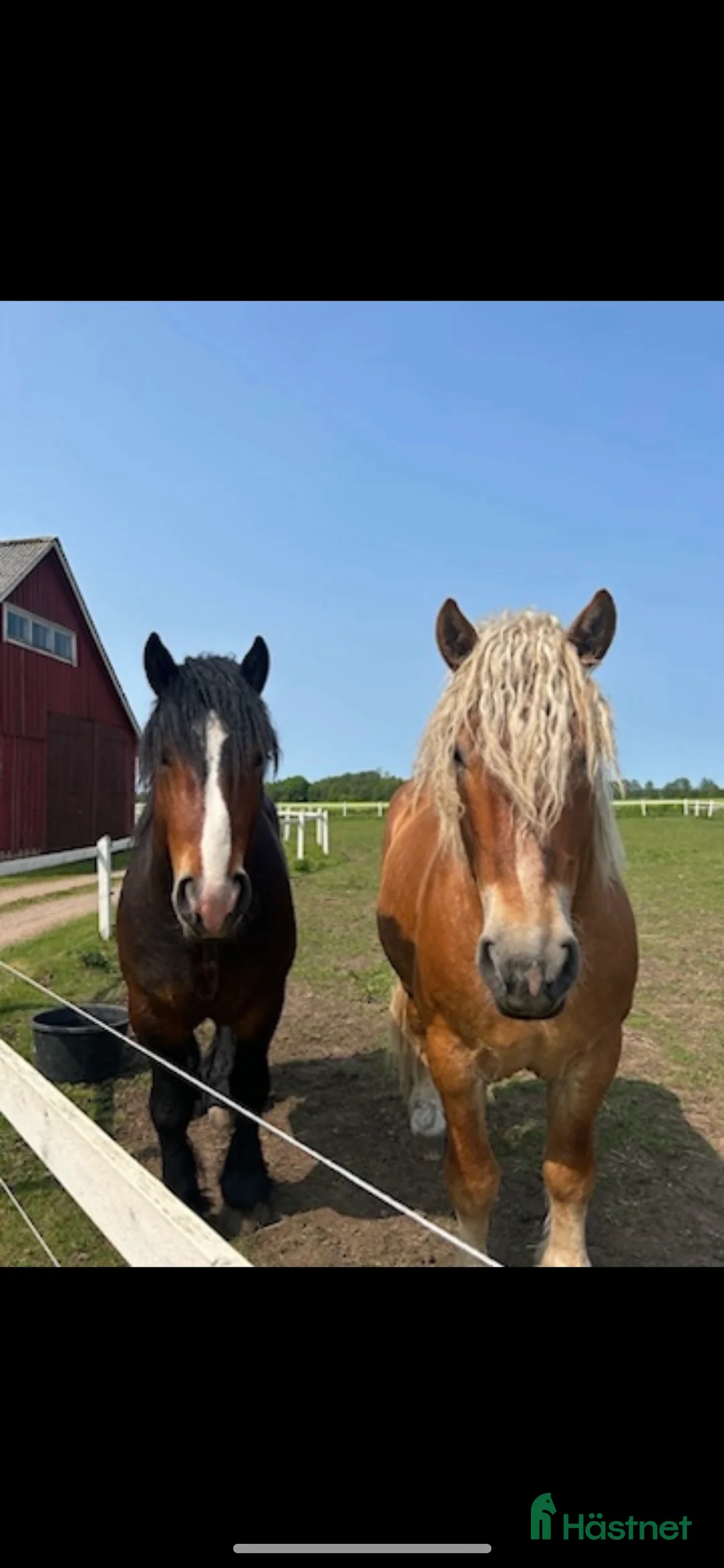 Allround hästar till salu: Två vackra hästar i Eldsberga - Annons 4