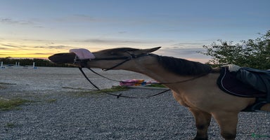  hästar i Vollsjö - Annons 16