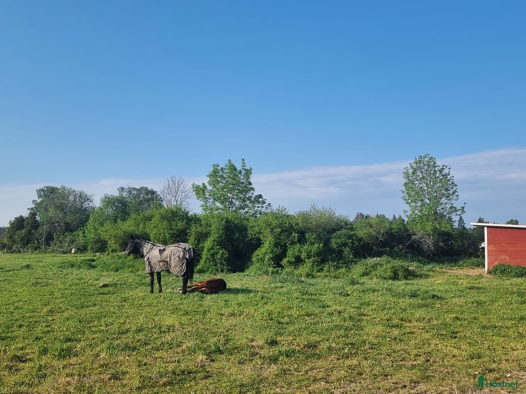  stallplats finnes: Lösdrift till sto född 2025 Knivsta i Knivsta - Annons 1