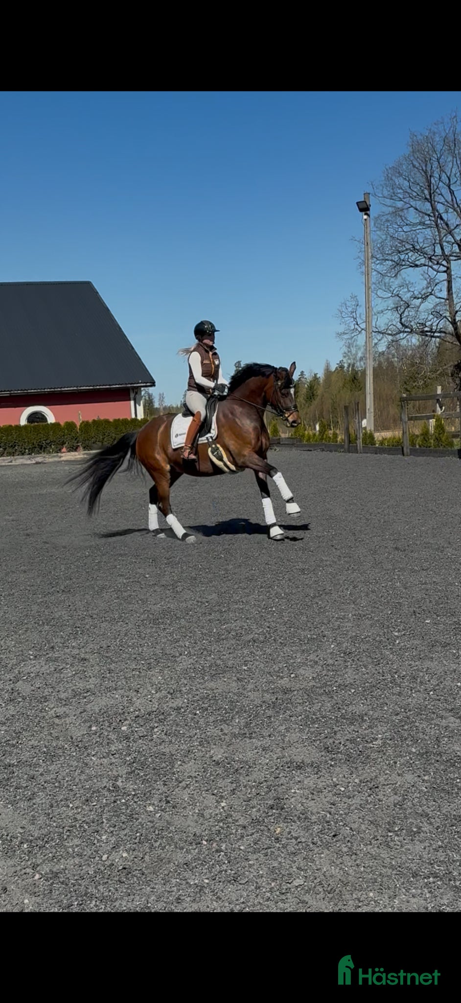  hästar Komplett häst med framtiden för sig!  - Annons 10