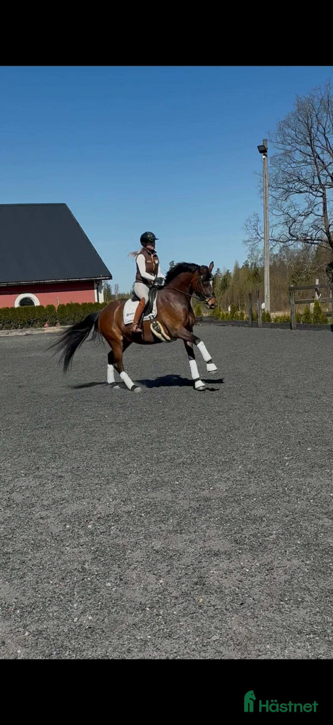 Dressyr hästar till salu: Komplett häst med framtiden för sig!  - Annons 1