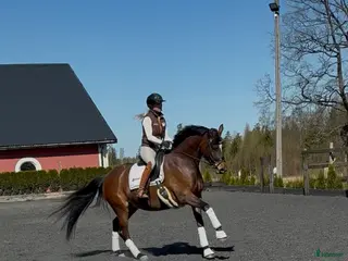 hästar Komplett häst med framtiden för sig! - Annons 1