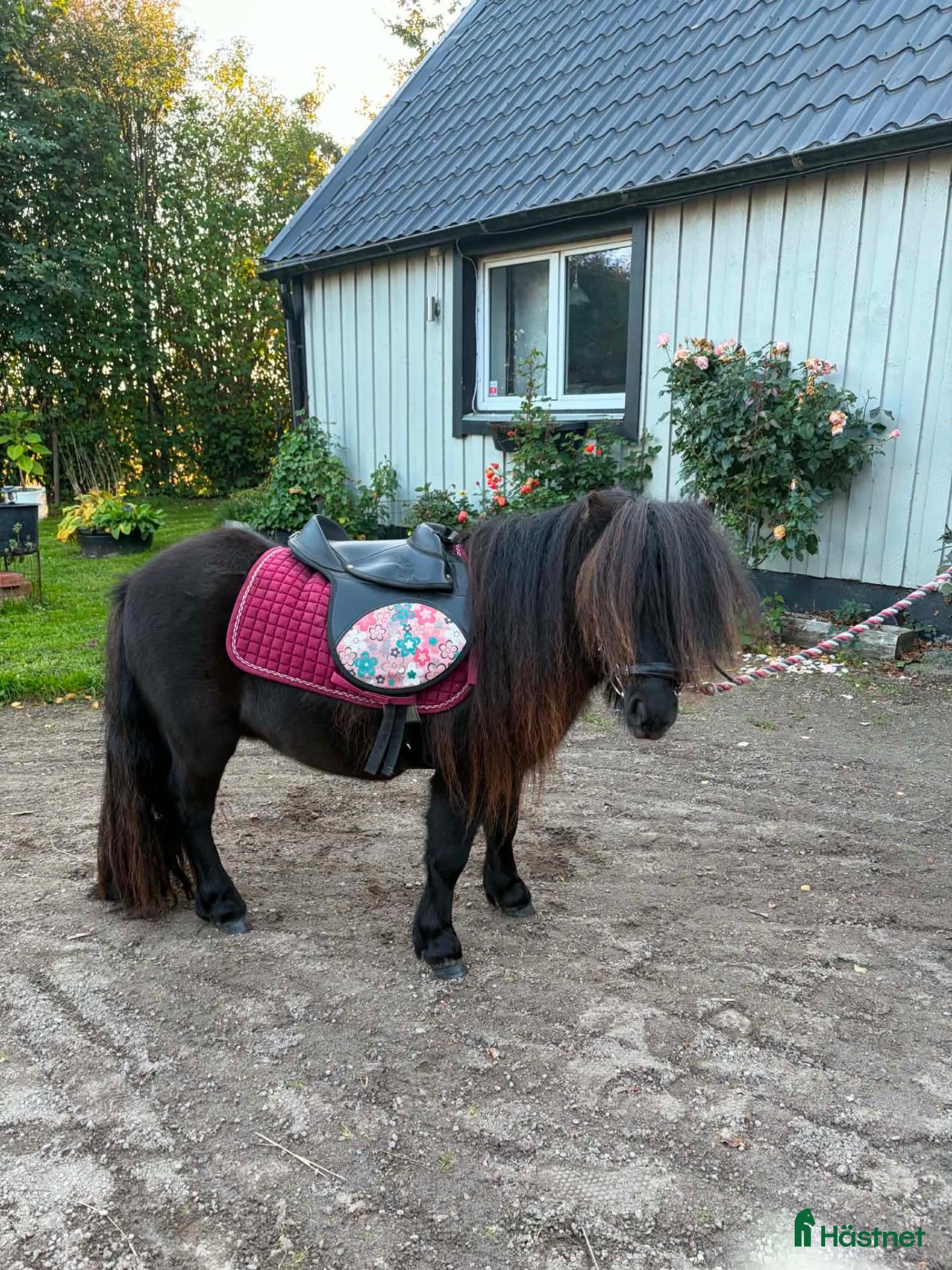  hästar Snäll liten valack! - Annons 2