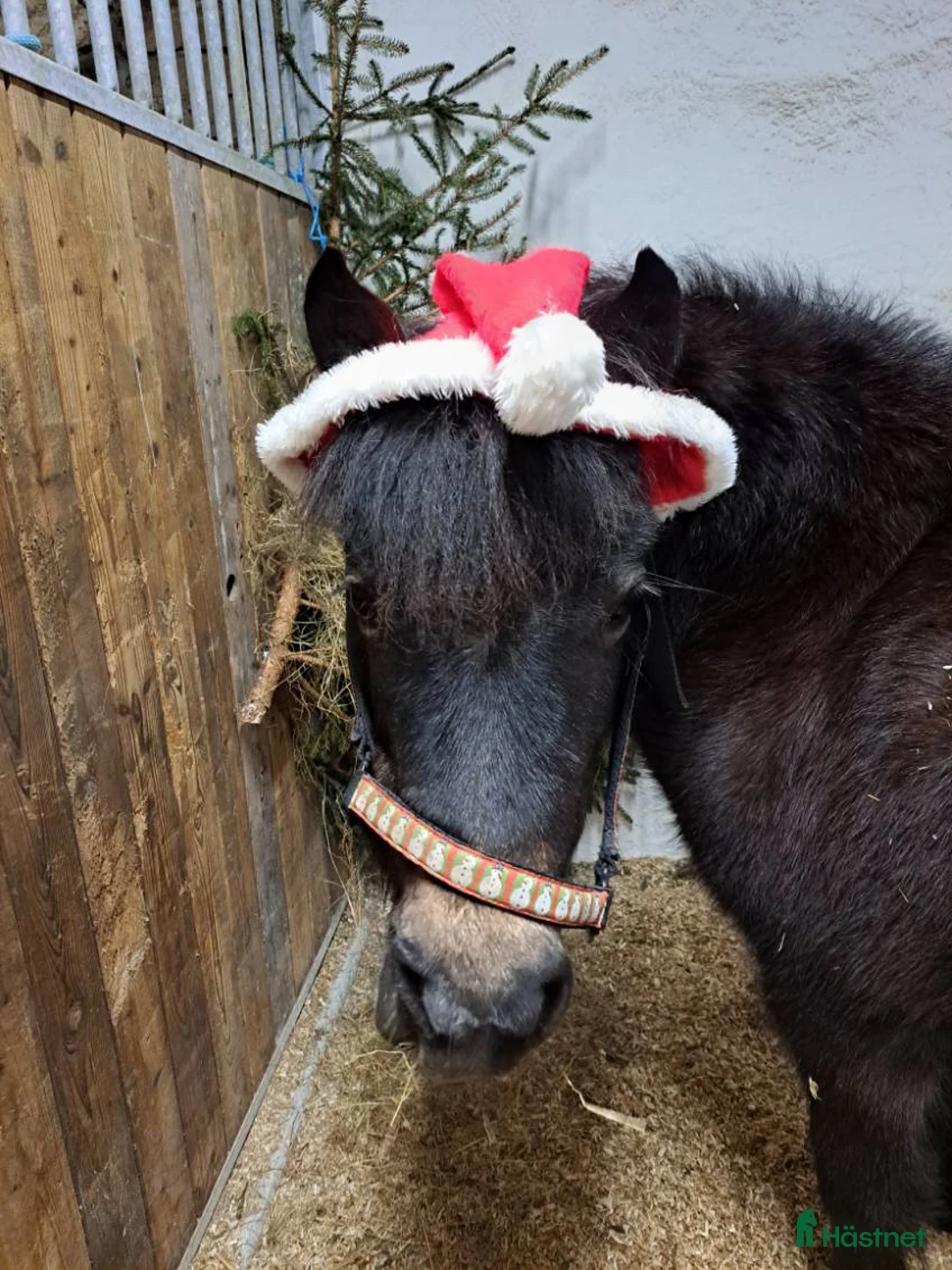 Övrigt hästar till salu: Madicken i Grums - Annons 1