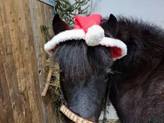 hästar Madicken i Grums - Annons 2