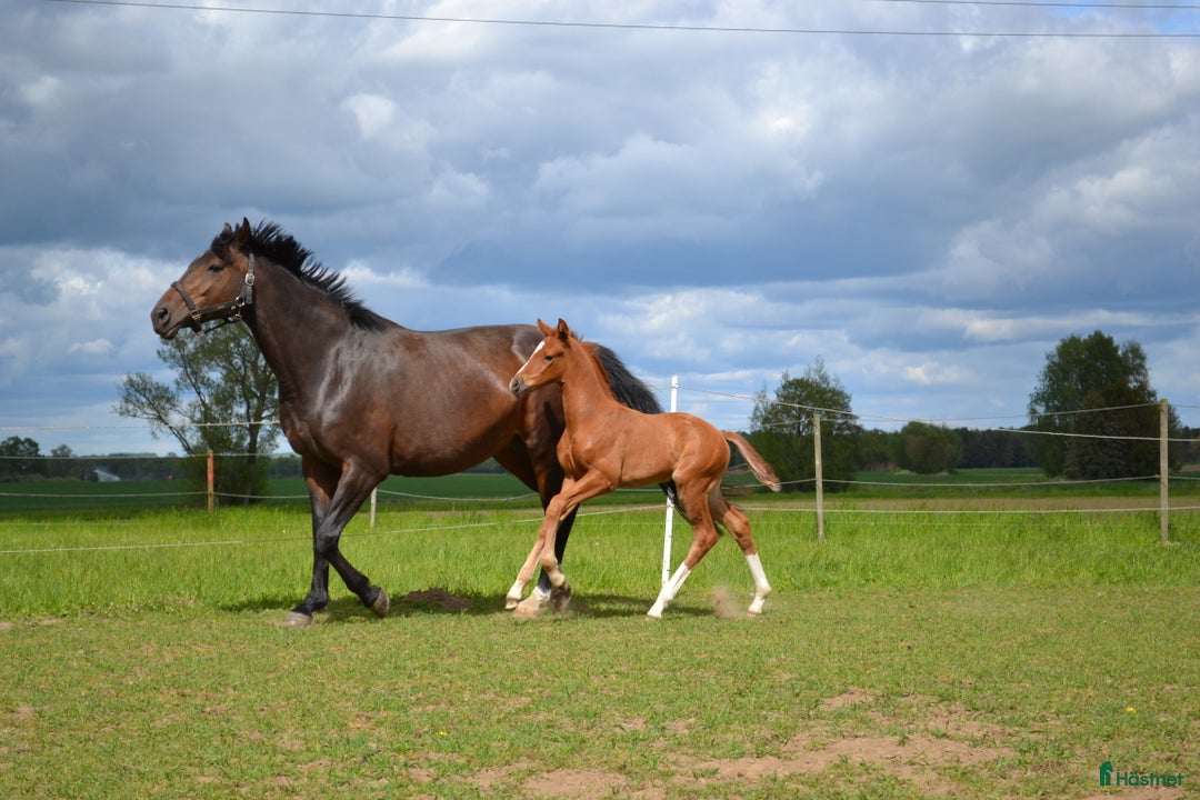 Dressyr hästar till salu: Lovande dressyrföl e. Söbakkehus First Mover i Blentarp - Annons 4