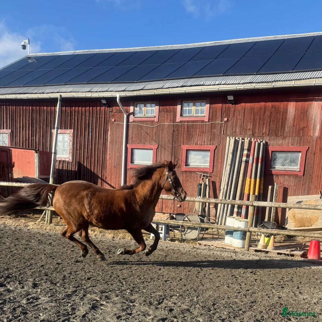 Övrigt hästar till salu: Donna – Morgansto med motor, humor och bra stam i Molkom - Annons 2