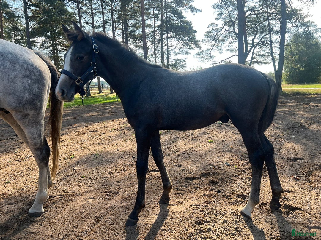 Hoppning hästar till salu: Cielo Blue i Blentarp - Annons 2