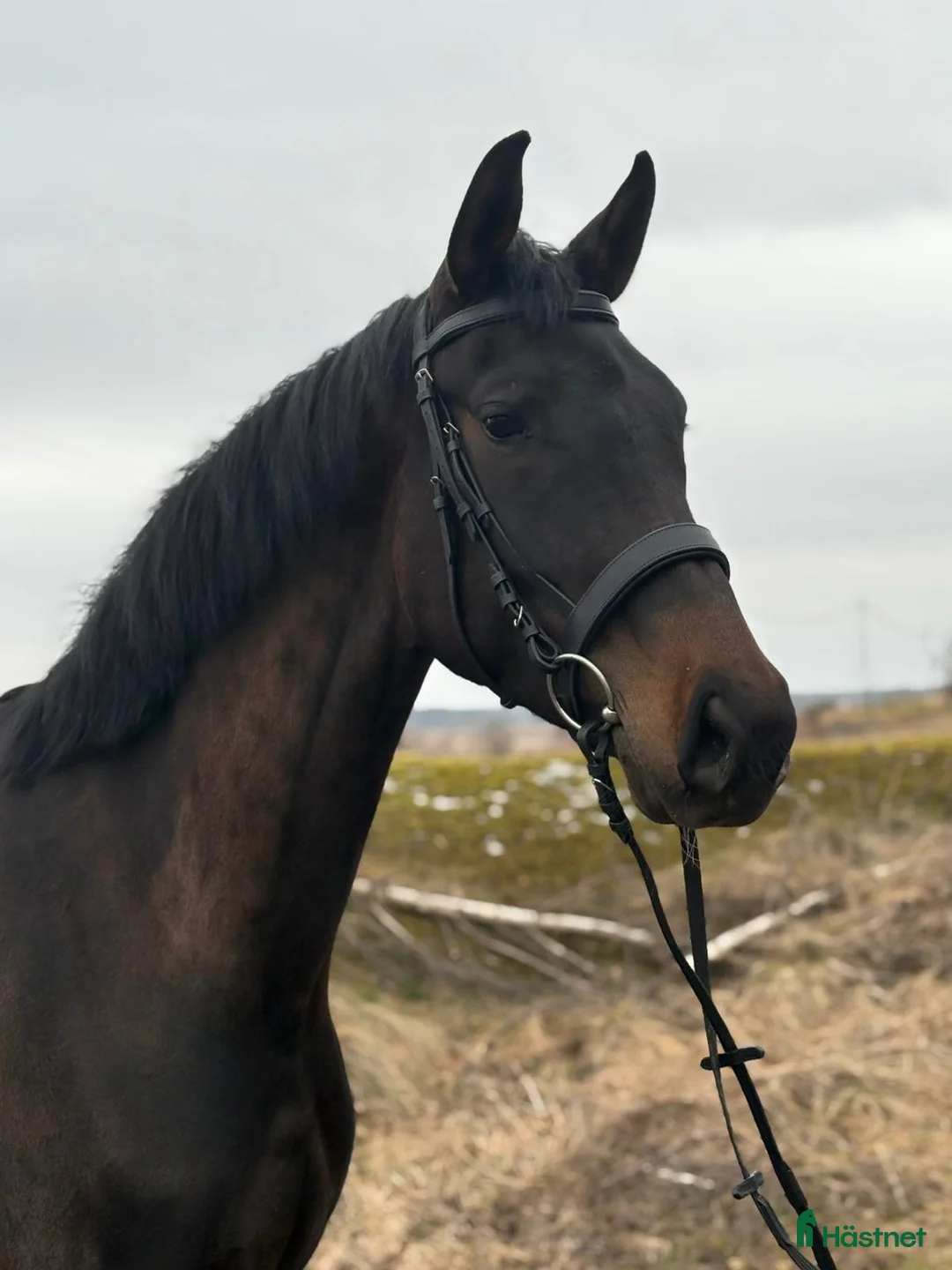 Dressyr hästar till salu: Trevlig dressyrhäst 🌟 - Annons 1