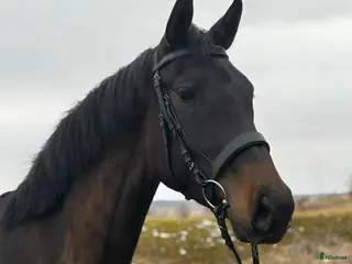 hästar Trevlig dressyrhäst 🌟 - Annons 2