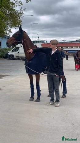 medryttarhäst sökes i Kalmar - Annons 18