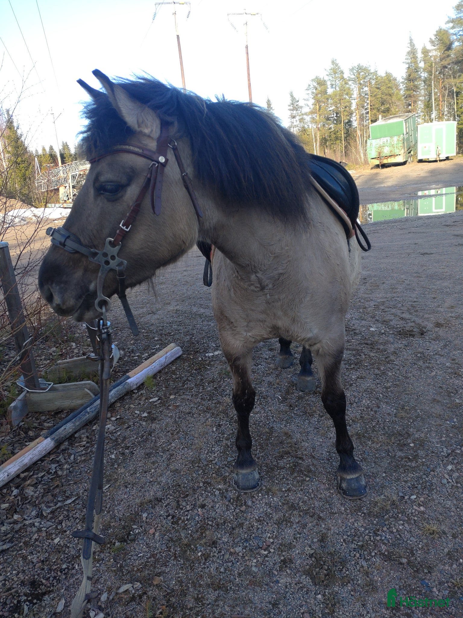  hästar Charmig ponny för den tuffa ryttaren! - Annons 4