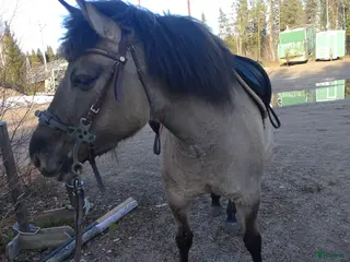 hästar Charmig ponny för den tuffa ryttaren! - Annons 4