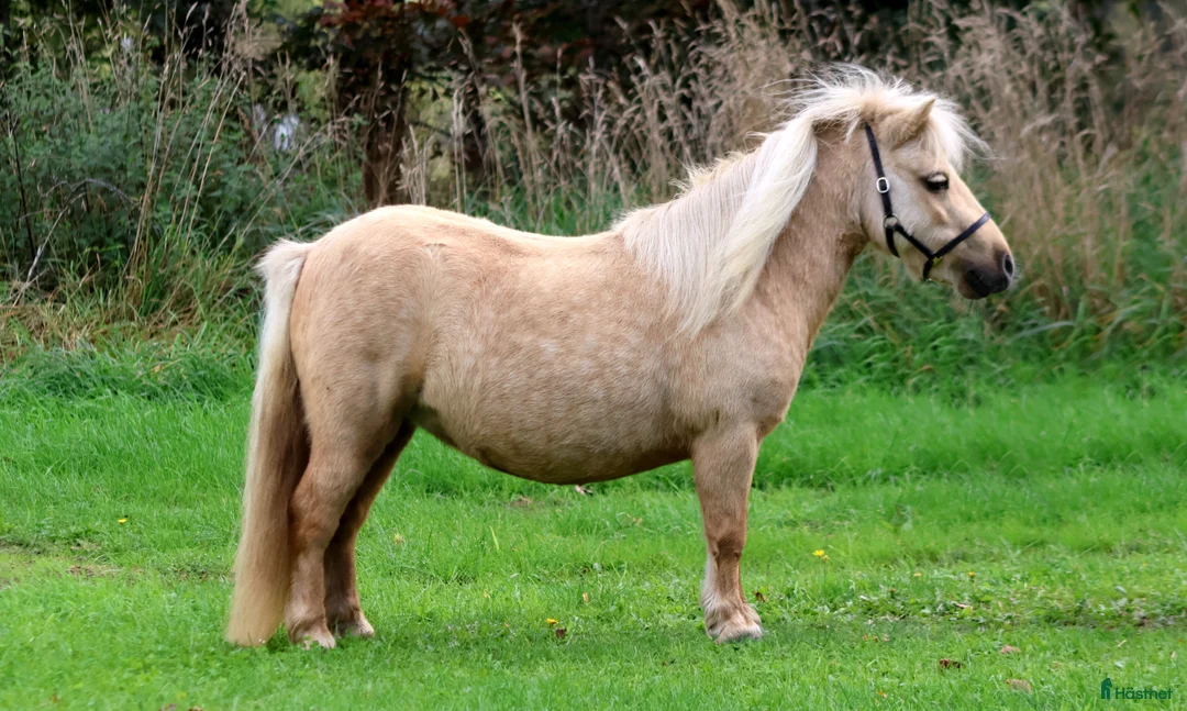 Allround hästar till salu: Palomino shetlandsponyhoppe - Annons 2