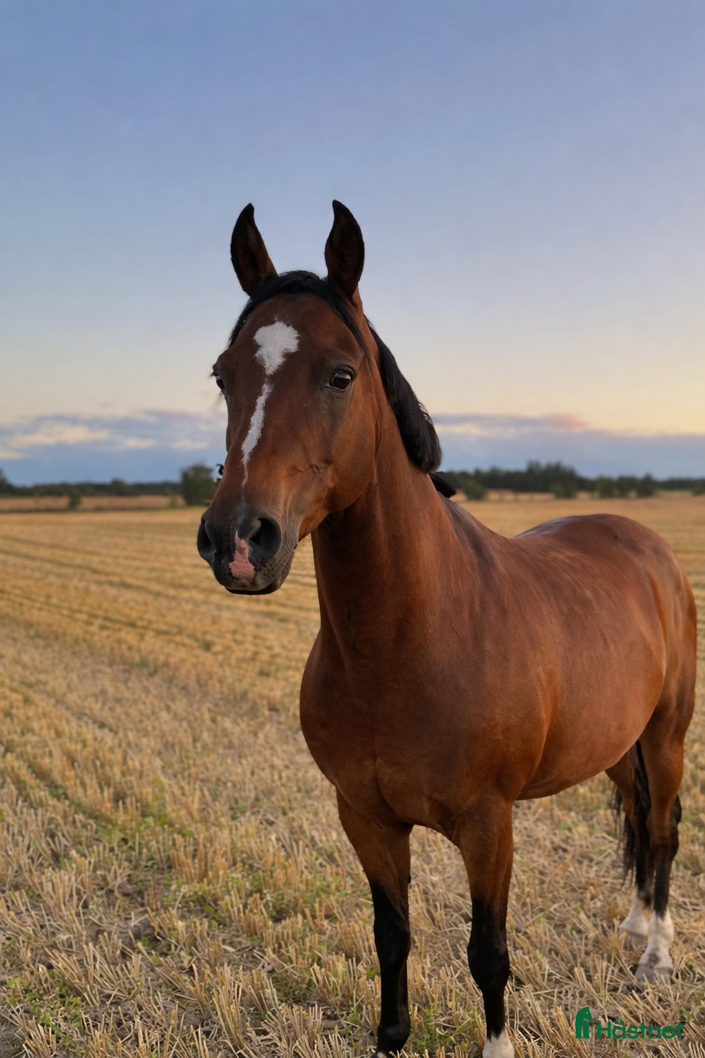  hästar Allround pony forsale  - Annons 2
