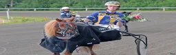 Trav hästar till salu: Snabb shettistravare i Östersund - Annons 4