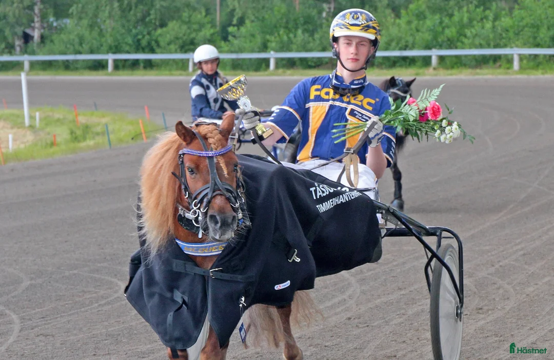 Trav hästar till salu: Snabb shettistravare i Östersund - Annons 4