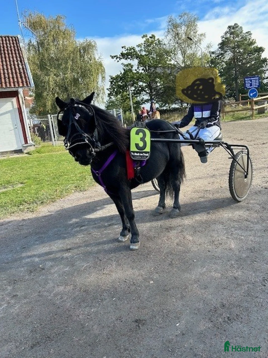 Trav hästar till salu: Travshettis - Annons 5