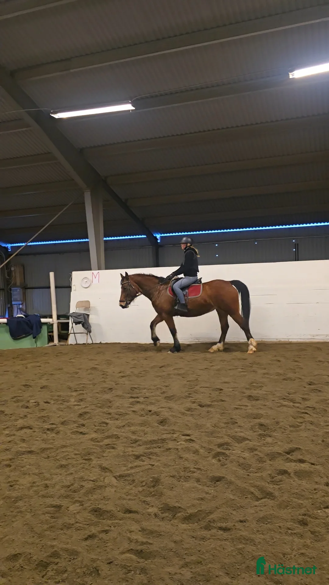 Allround hästar till salu: Framåt welsh cob sto i Deje - Annons 2