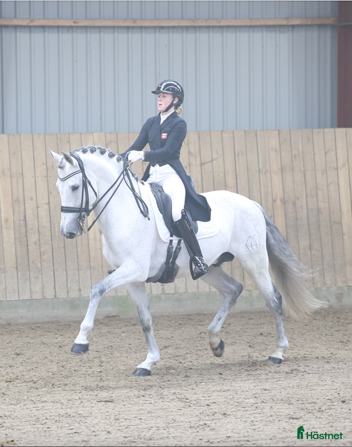 Dressyr hästar till salu: GRAND PRIX HORSE FORSALE - Annons 1