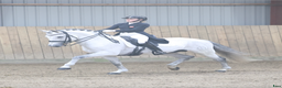 Dressyr hästar till salu: GRAND PRIX HORSE FORSALE - Annons 1