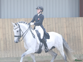 Dressyr hästar till salu: GRAND PRIX HORSE FORSALE - Annons 1