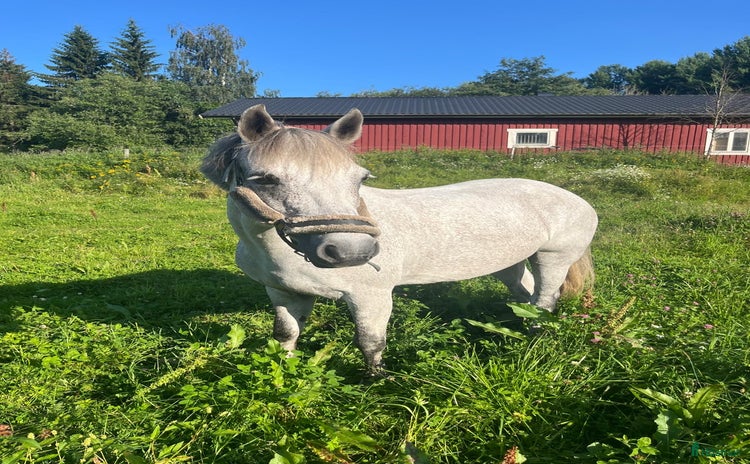 hästar i Själevad - Annons 11