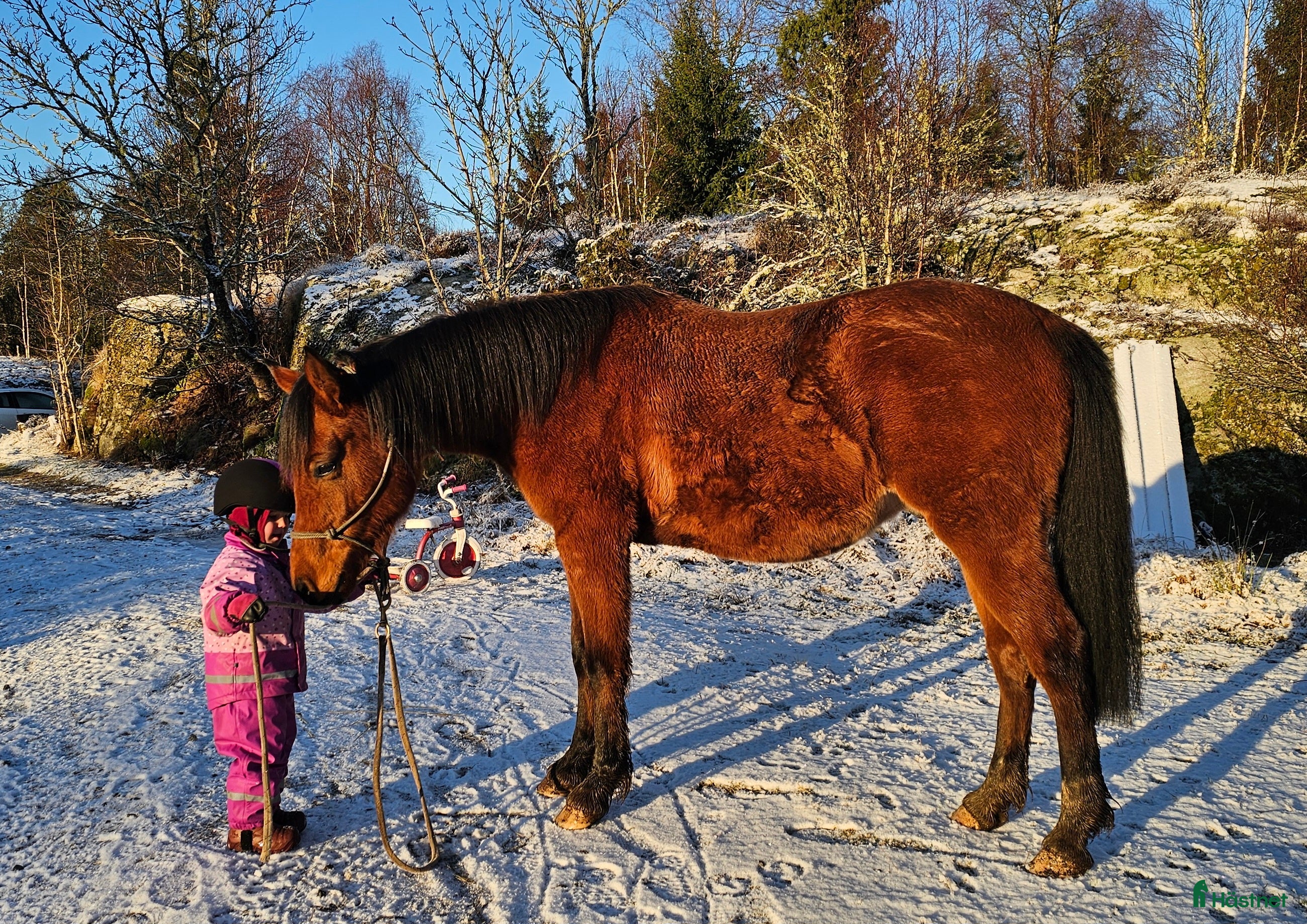  hästar Stabil och trygg 3-årig-redo för nästa steg i Dingle - Annons 16