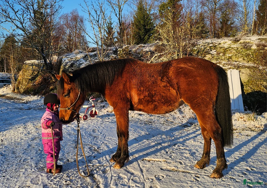 Allround hästar till salu: Stabil och trygg 3-årig-redo för nästa steg i Dingle - Annons 1