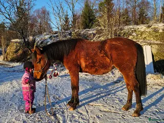 hästar Stabil och trygg 3-årig-redo för nästa steg i Dingle - Annons 14