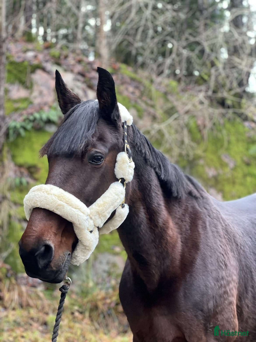 Allround hästar till salu: Vacker häst till ridning/avel i Hålanda - Annons 2