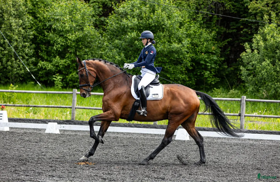 Dressyr hästar till salu: Høyreist dressurhest (Inter 1) i Halden - Annons 1