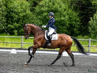 hästar Høyreist dressurhest (Inter 1) i Halden - Annons 16