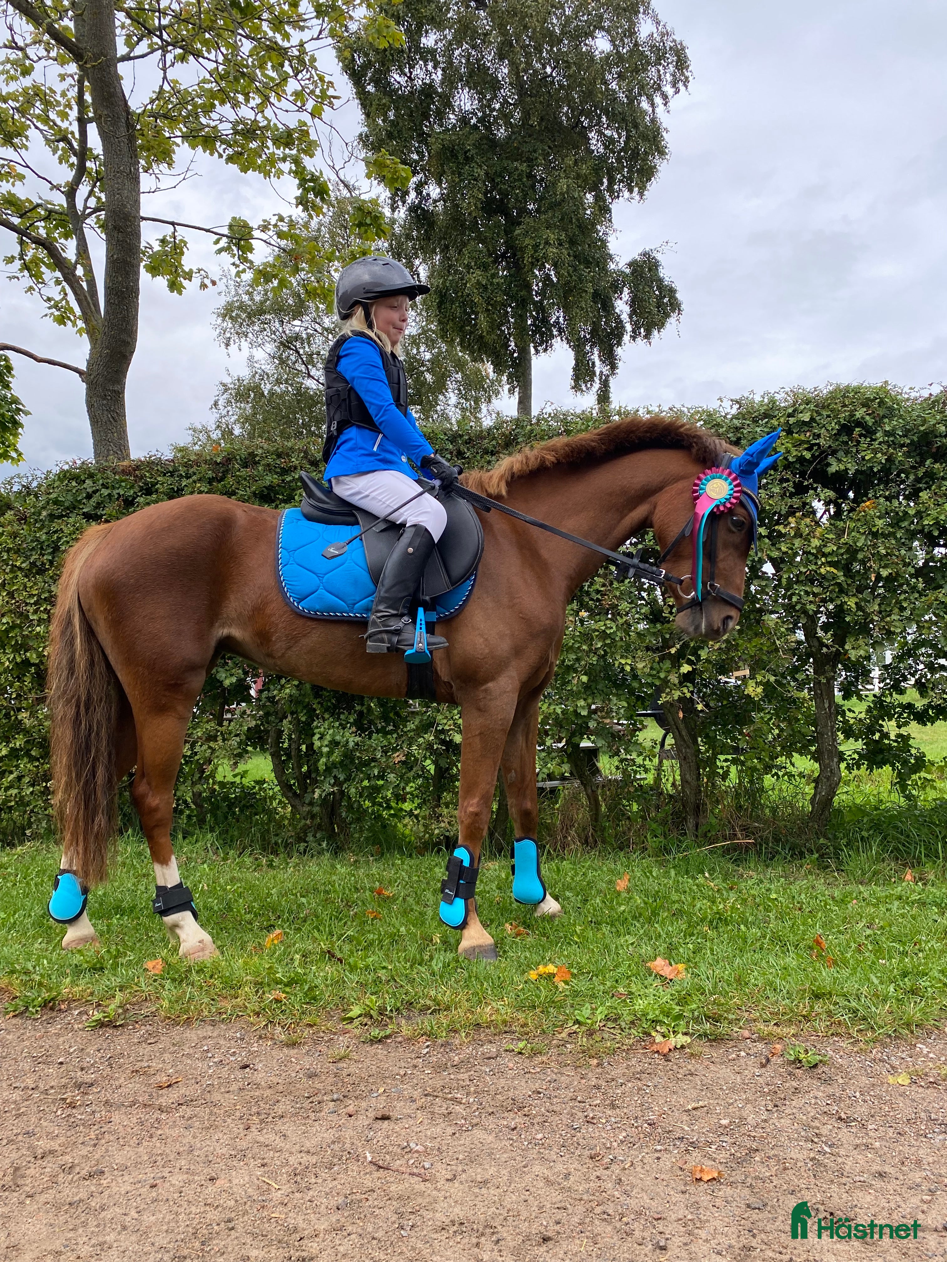  hästar Maxad b-ponny för de högsta klasserna  i Vallåkra - Annons 18