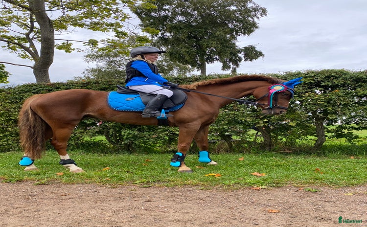  hästar Maxad b-ponny för de högsta klasserna  i Vallåkra - Annons 11