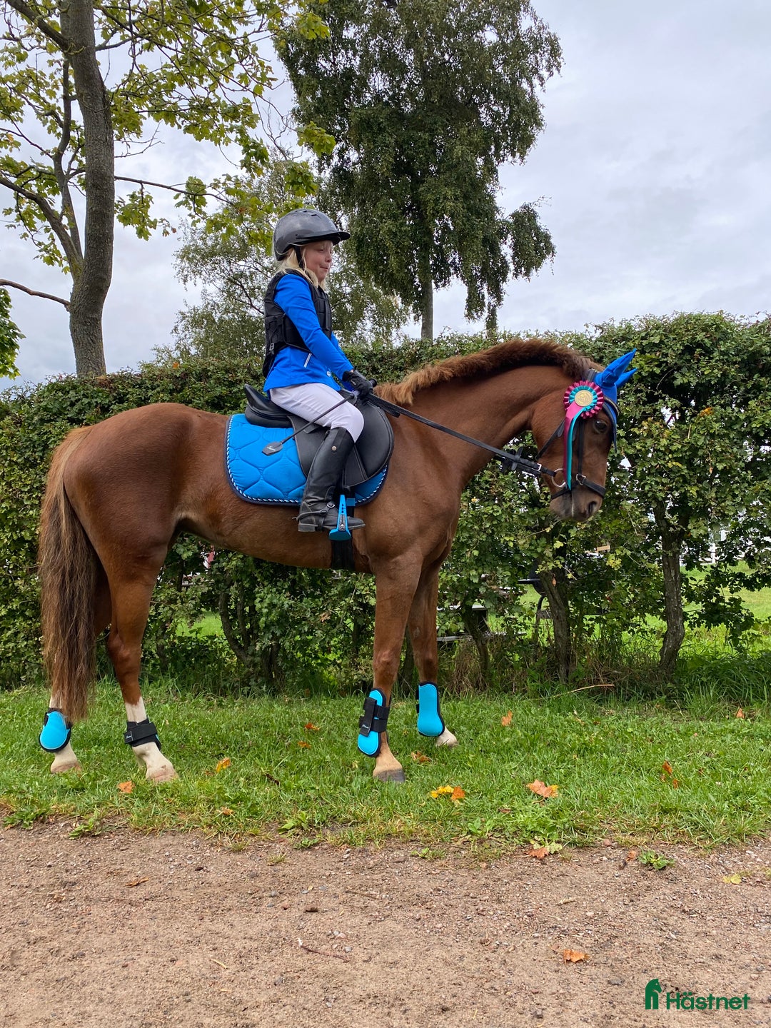 Hoppning hästar till salu: Maxad b-ponny för de högsta klasserna  i Vallåkra - Annons 1