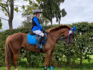 hästar Maxad b-ponny för de högsta klasserna i Vallåkra - Annons 2