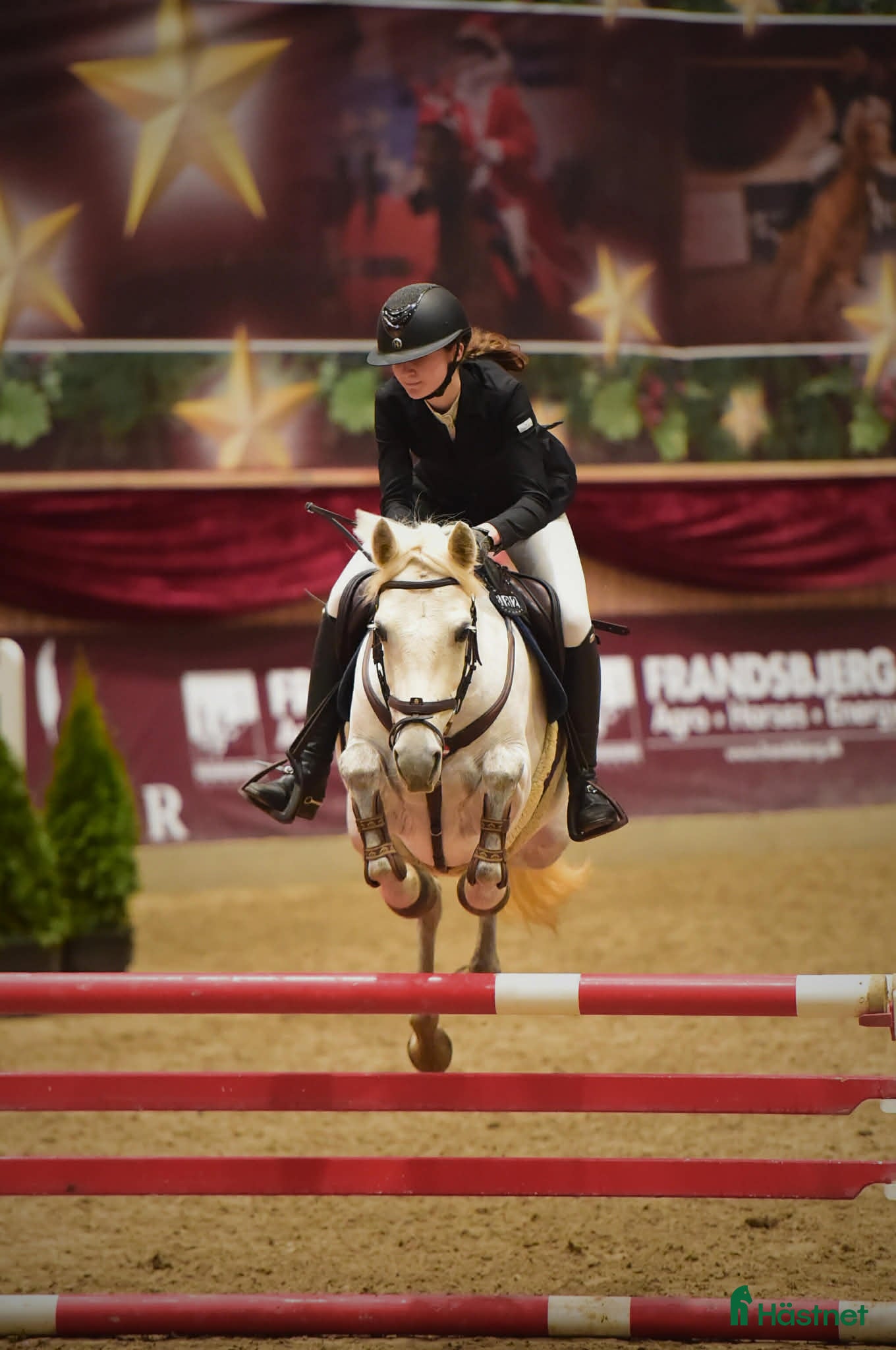  hästar Spring pony til store stævner  - Annons 2