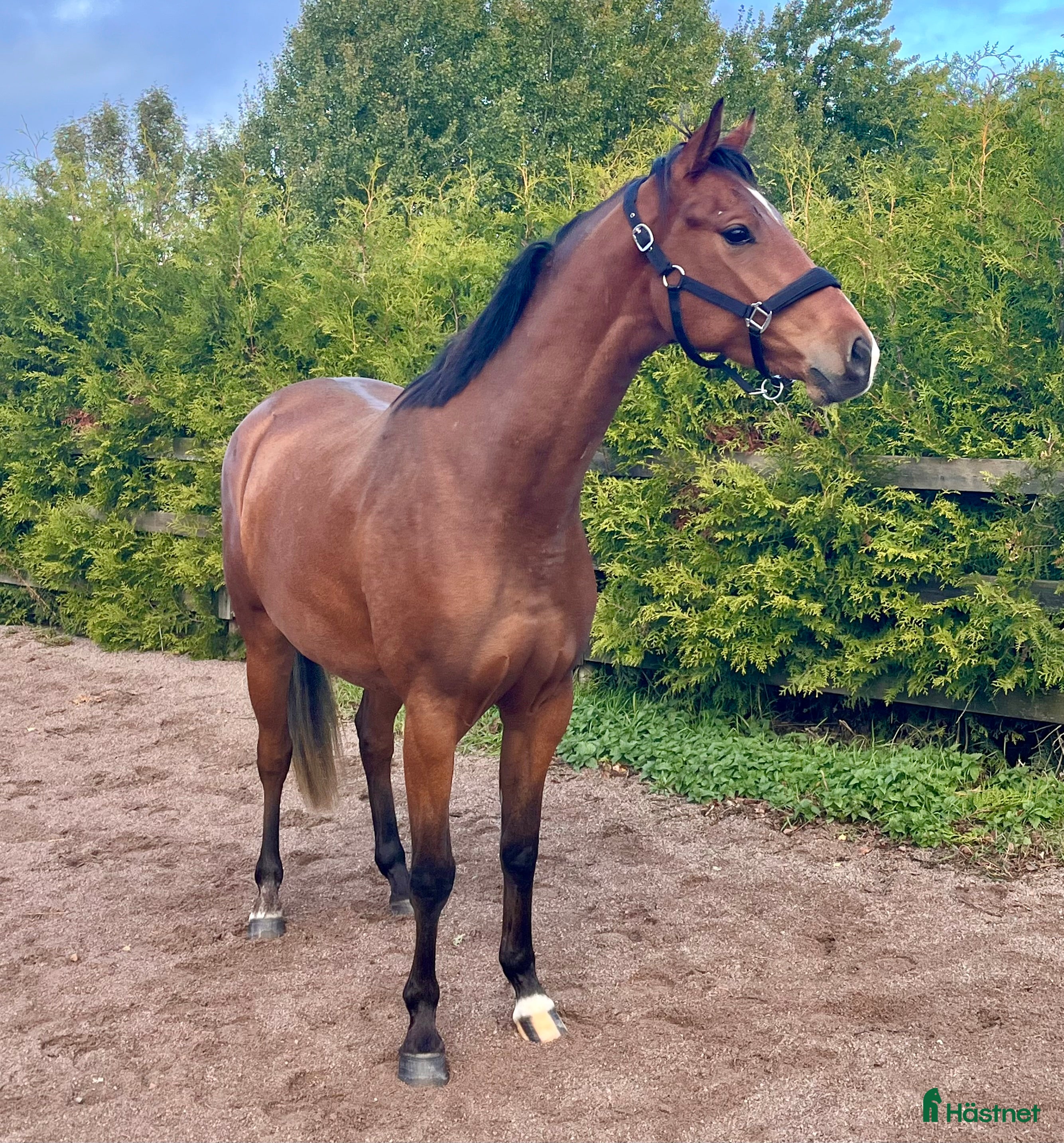  hästar 4-åring för hoppning/fälttävlan i Skänninge - Annons 6