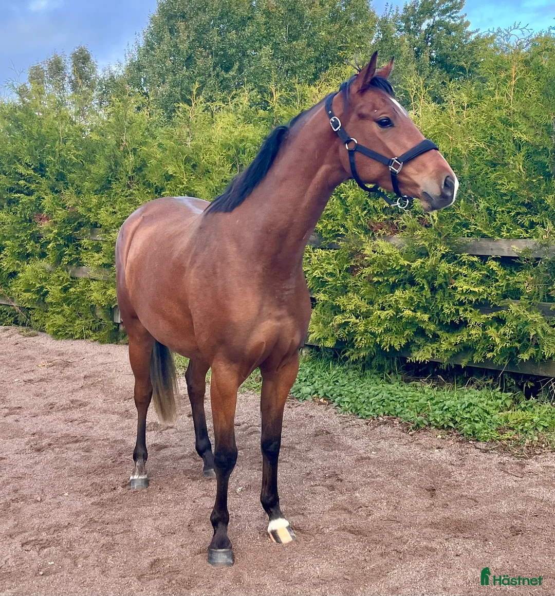 Hoppning hästar till salu: 4-åring för hoppning/fälttävlan i Skänninge - Annons 1