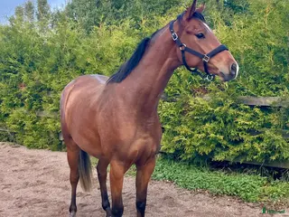 hästar 4-åring för hoppning/fälttävlan i Skänninge - Annons 6