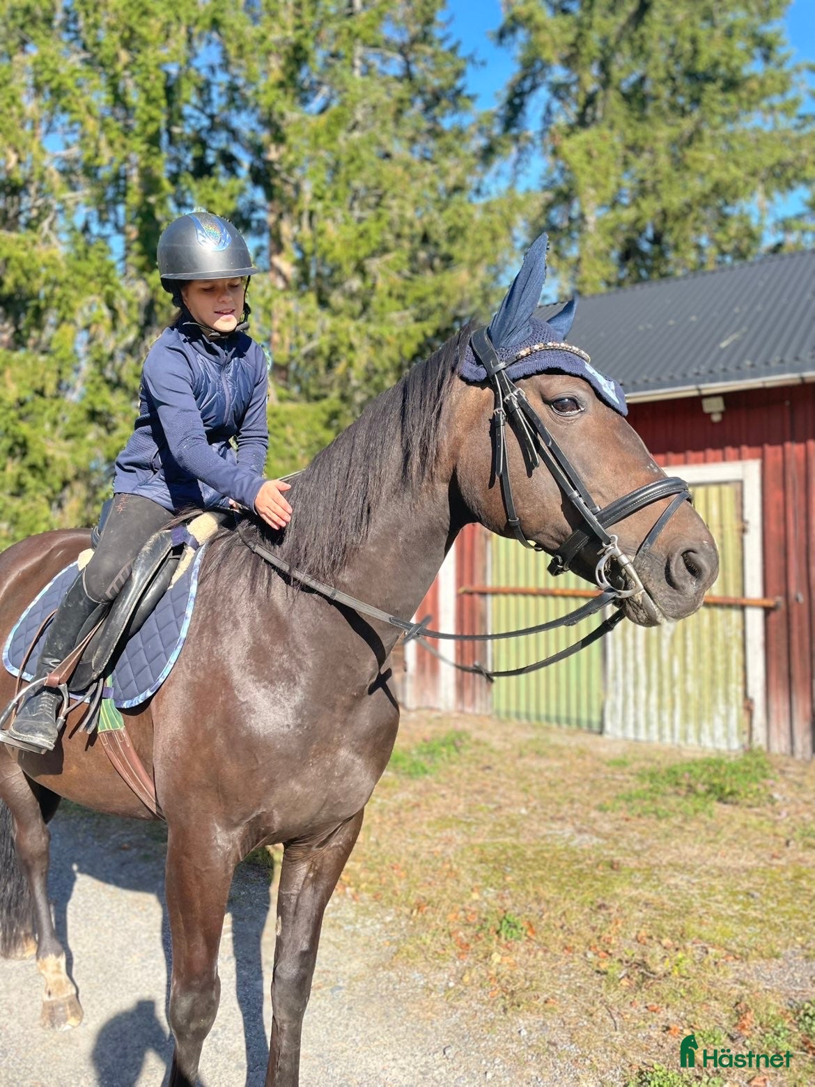  hästar Ridtravare - Annons 5