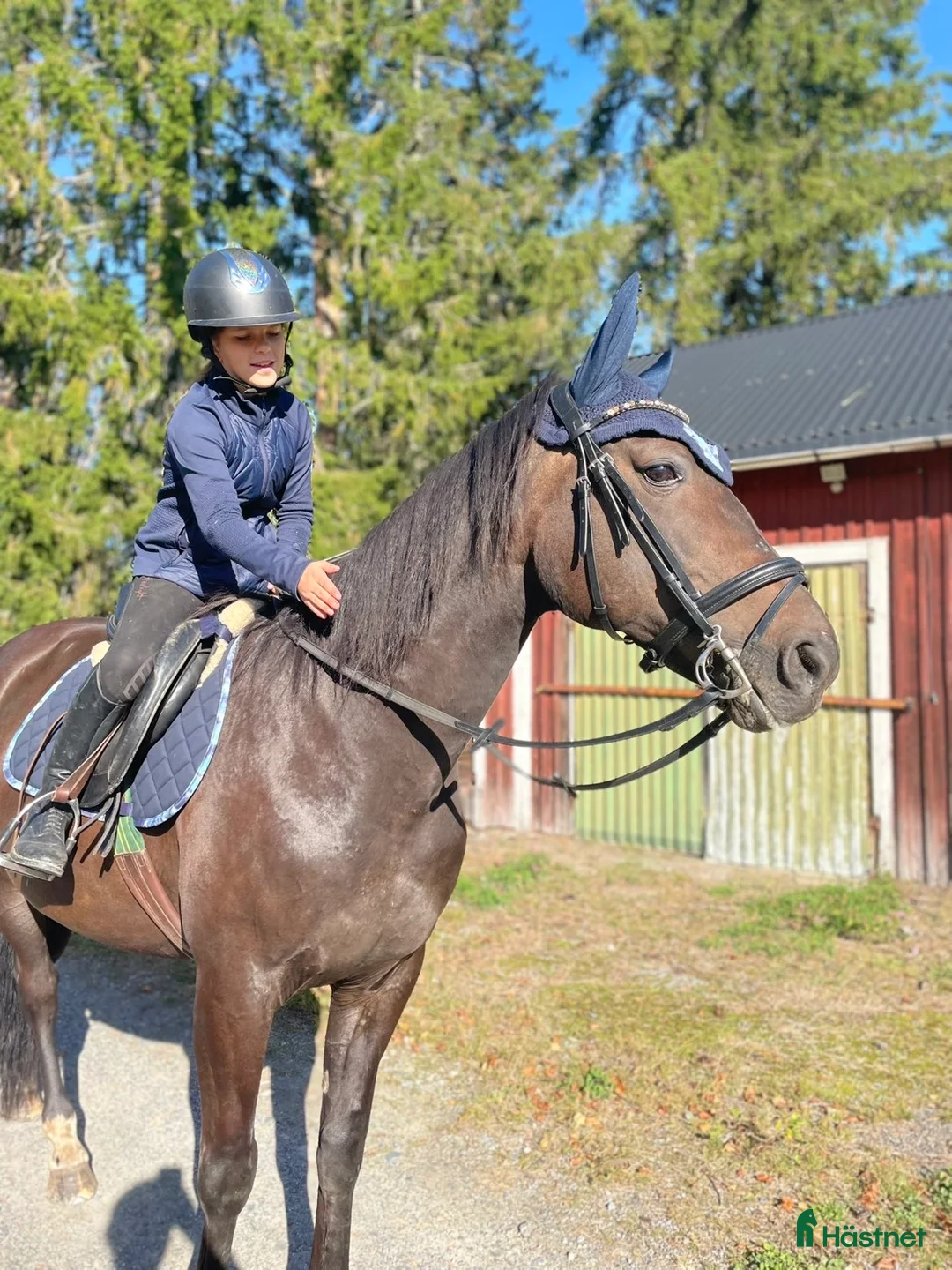 Allround hästar till salu: Ridtravare i Bjästa - Annons 1