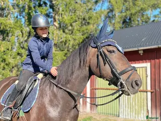 hästar Ridtravare - Annons 5