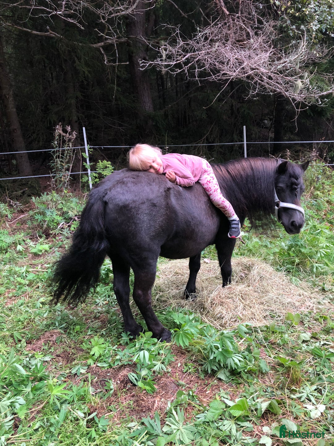 Allround hästar sökes: Söker trygg shettis omgående i Bergsjö - Annons 1