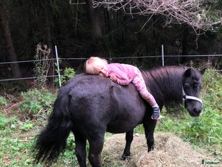 hästar Söker trygg shettis omgående i Bergsjö - Annons 14