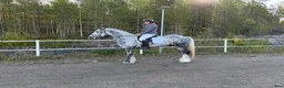 Allround hästar till salu: Dräktigt irish cob sto med stoföl vid sida  - Annons 8