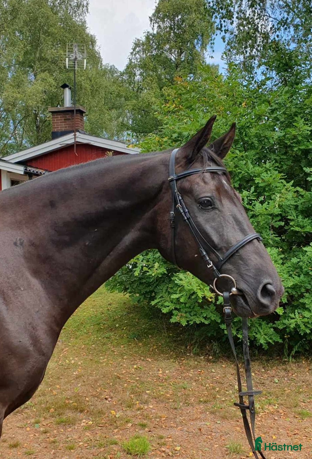 Dressyr hästar till salu: Elegant 4-årig valack e. Freestyle i Listerby - Annons 2