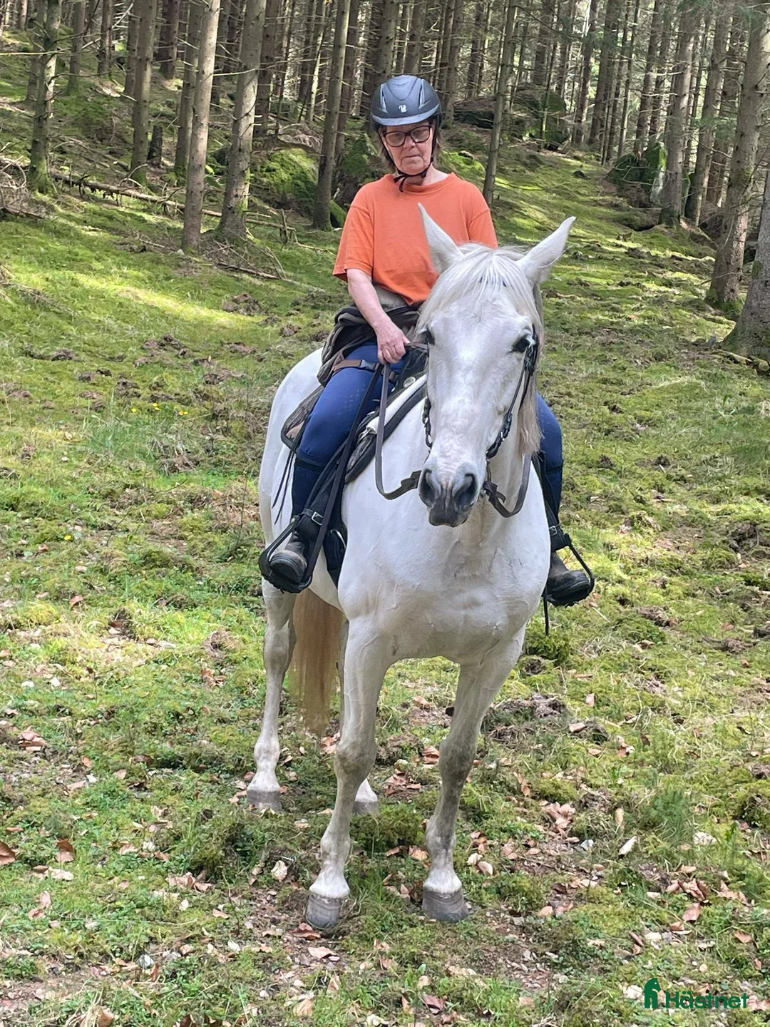 Allround hästar till salu: Trevligt Sto - Annons 3