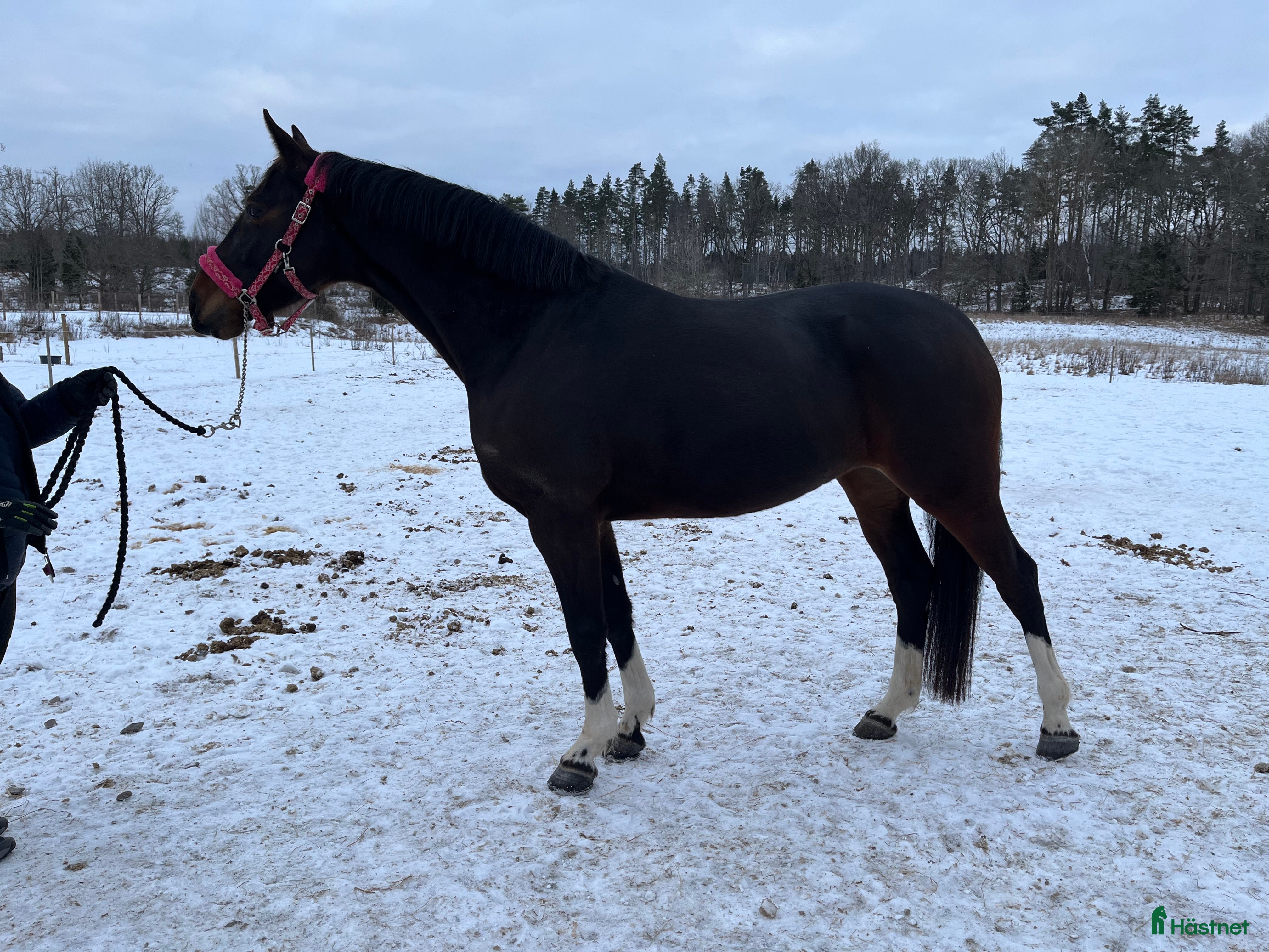  hästar Vackert sto med framtiden för sig - Annons 17